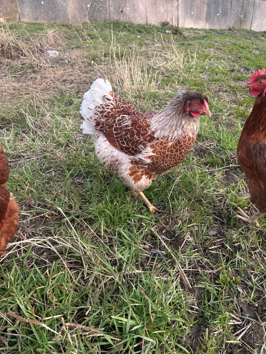 Roosters Free to good home** - Image 3