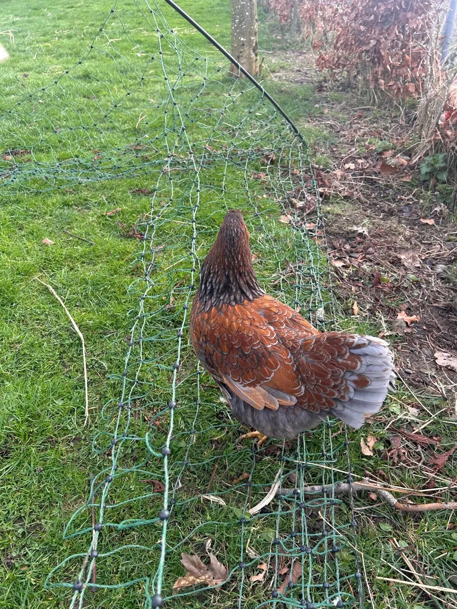 Roosters Free to good home** - Image 4