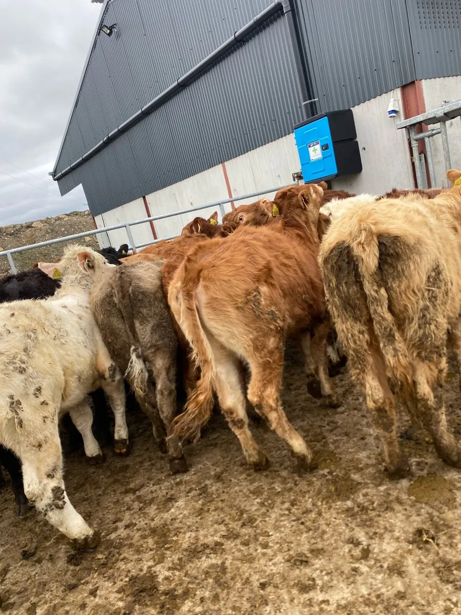 20 super heifer weanlings - Image 1