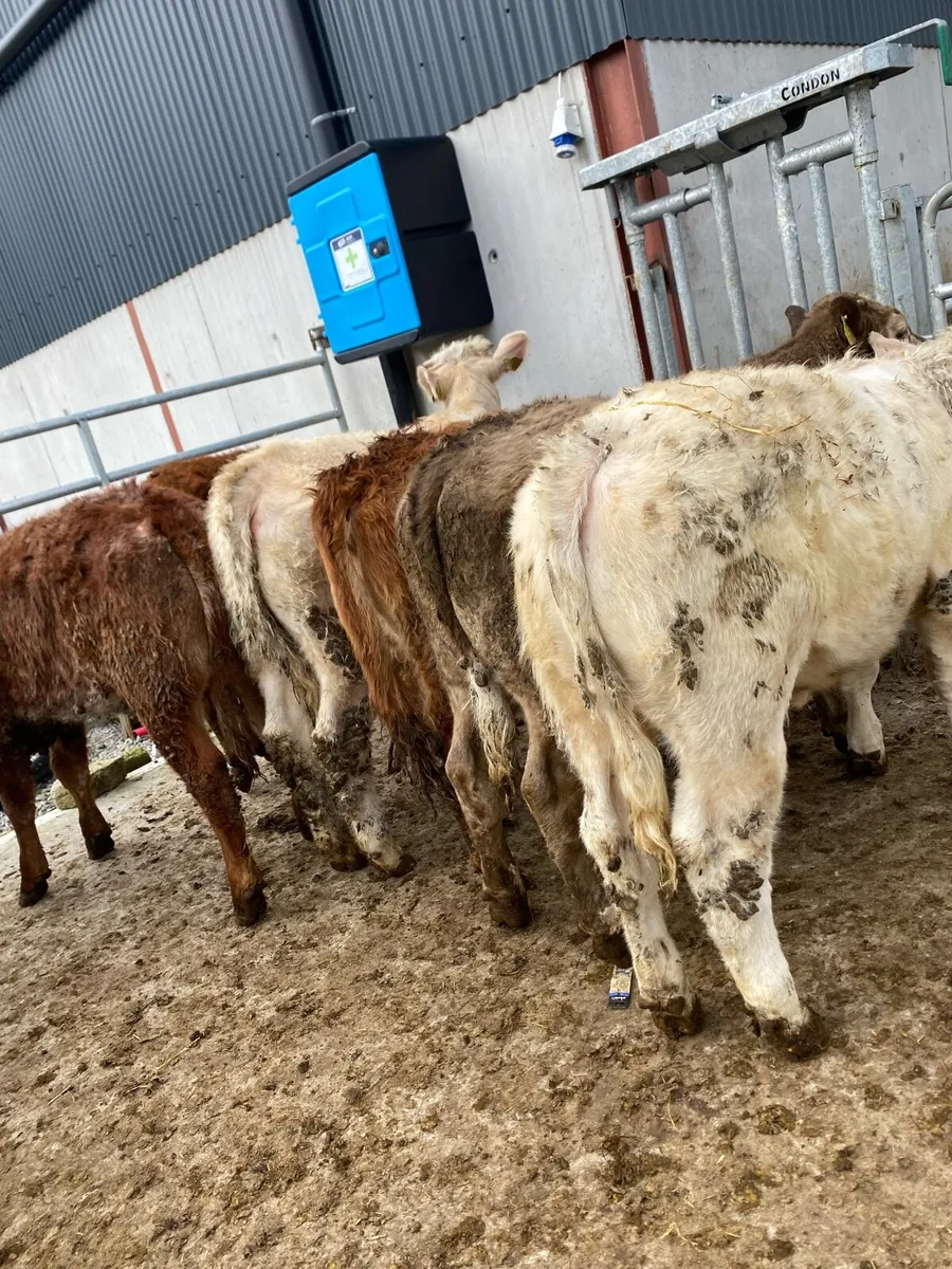 20 super heifer weanlings - Image 2