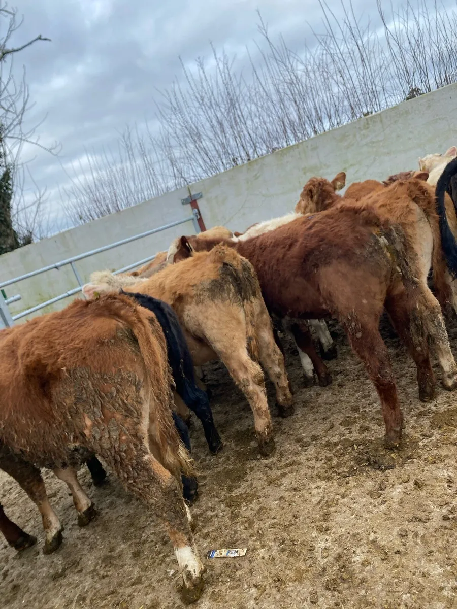 20 super heifer weanlings - Image 3