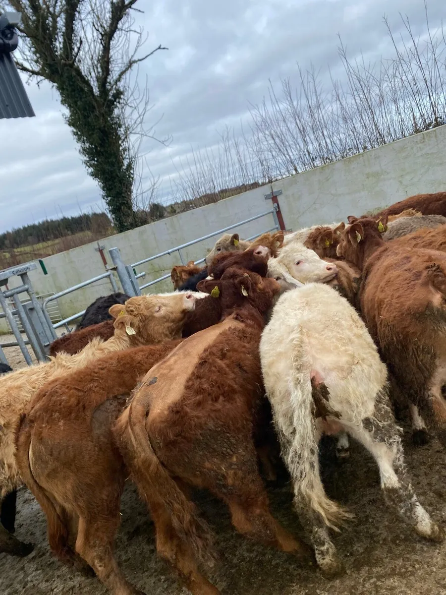 20 super heifer weanlings - Image 4