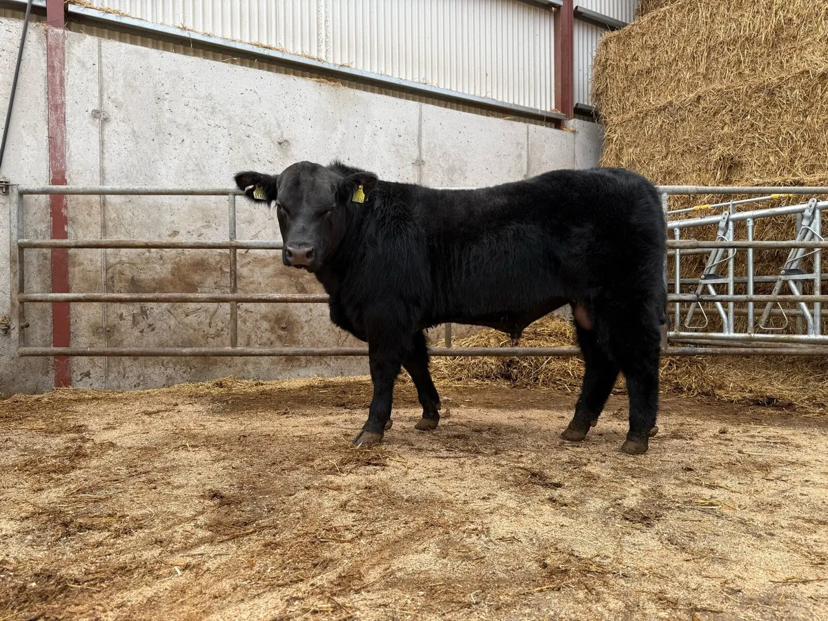 Quality Angus Bulls - Image 3