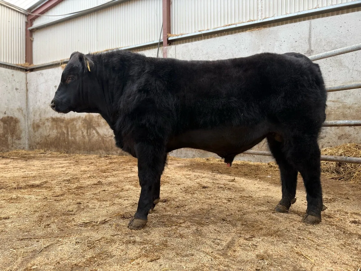 Quality Angus Bulls - Image 4