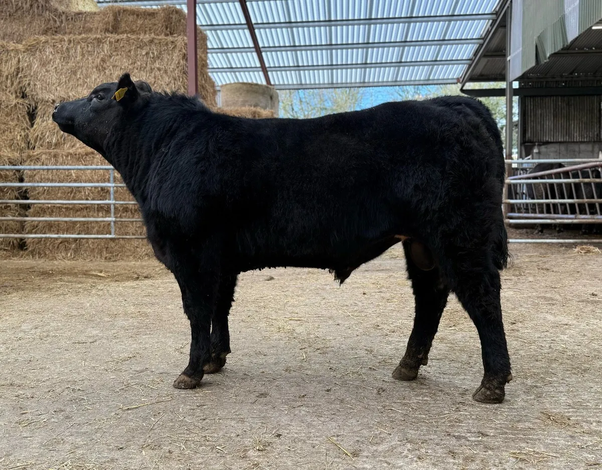 Liss Angus Bull Sale - Image 2