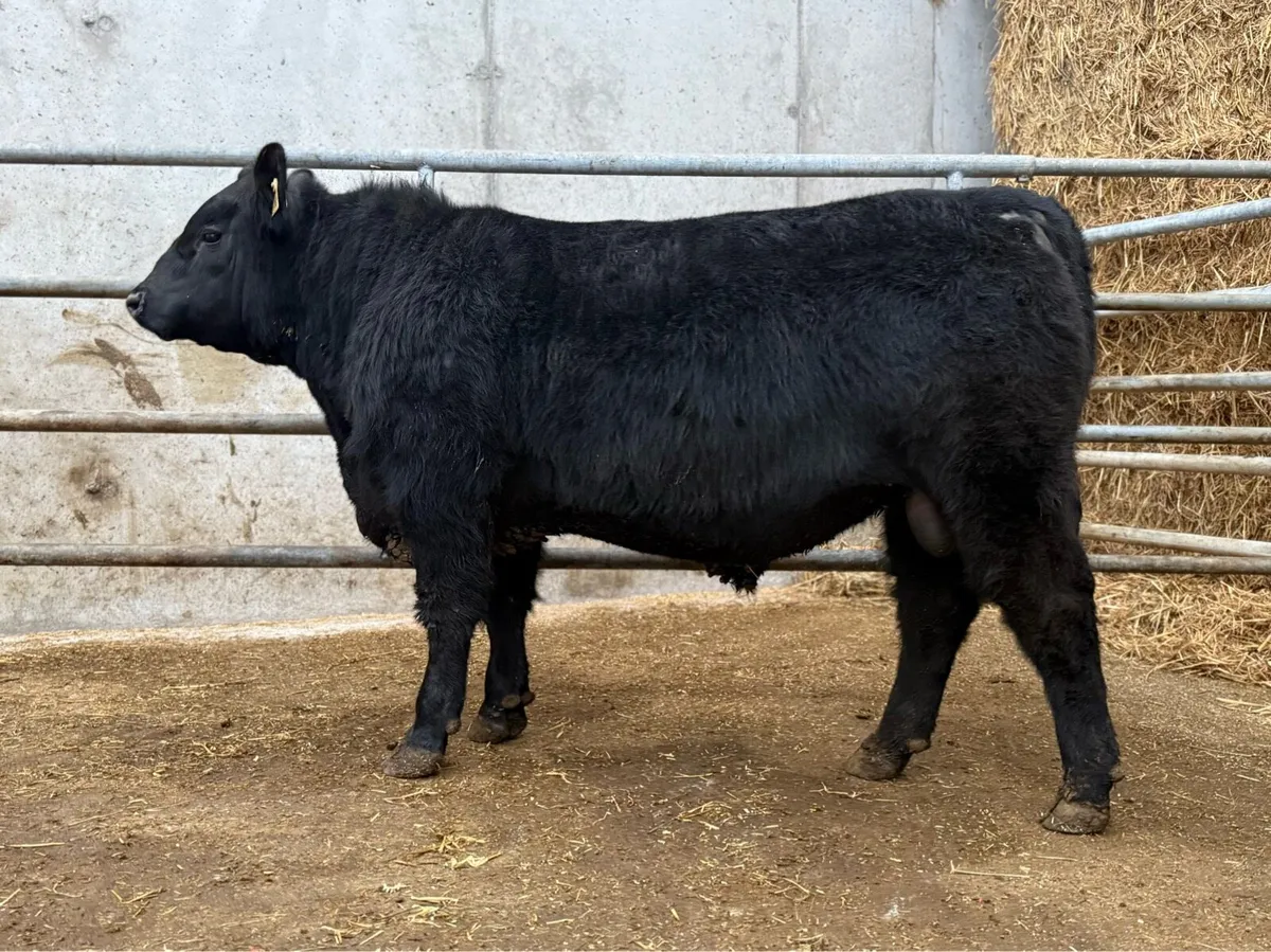 Angus Bulls - Image 1