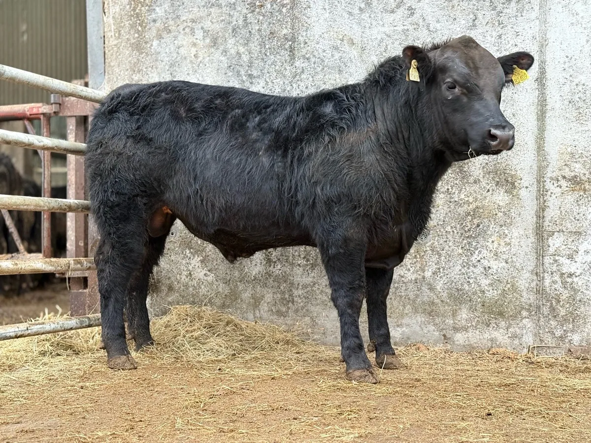 Quality Angus Bulls - Image 1
