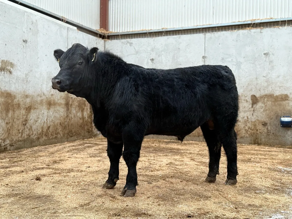 Liss Angus Bulls - Image 1