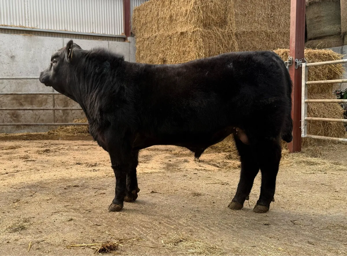Angus Bull - Image 1