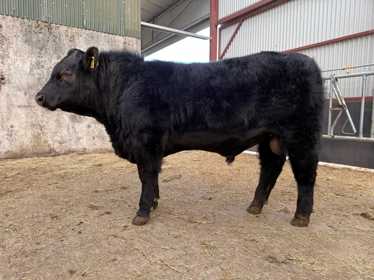 Liss Angus Bull Sale - Image 3