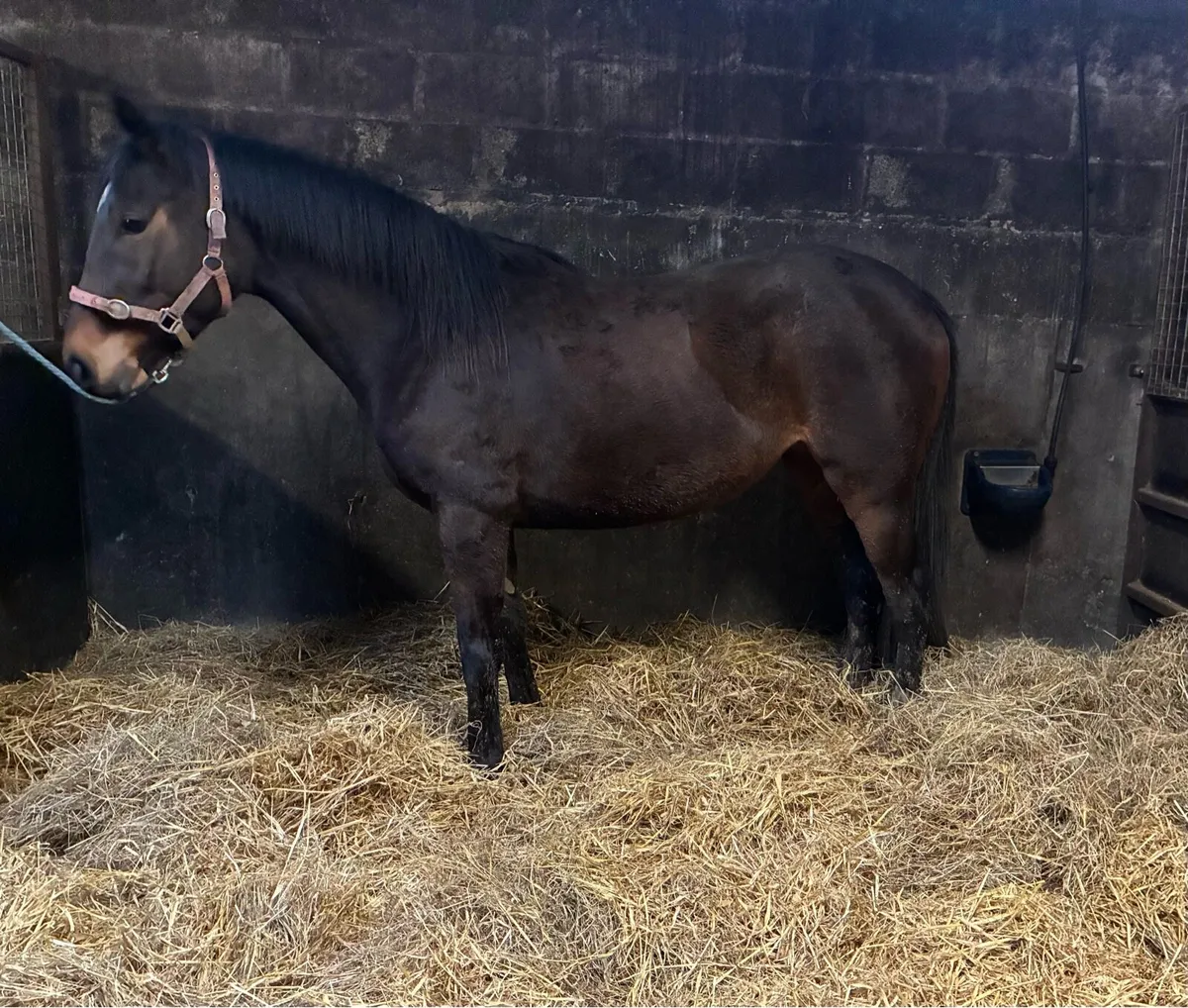 2022 OLD PERSIAN FILLY