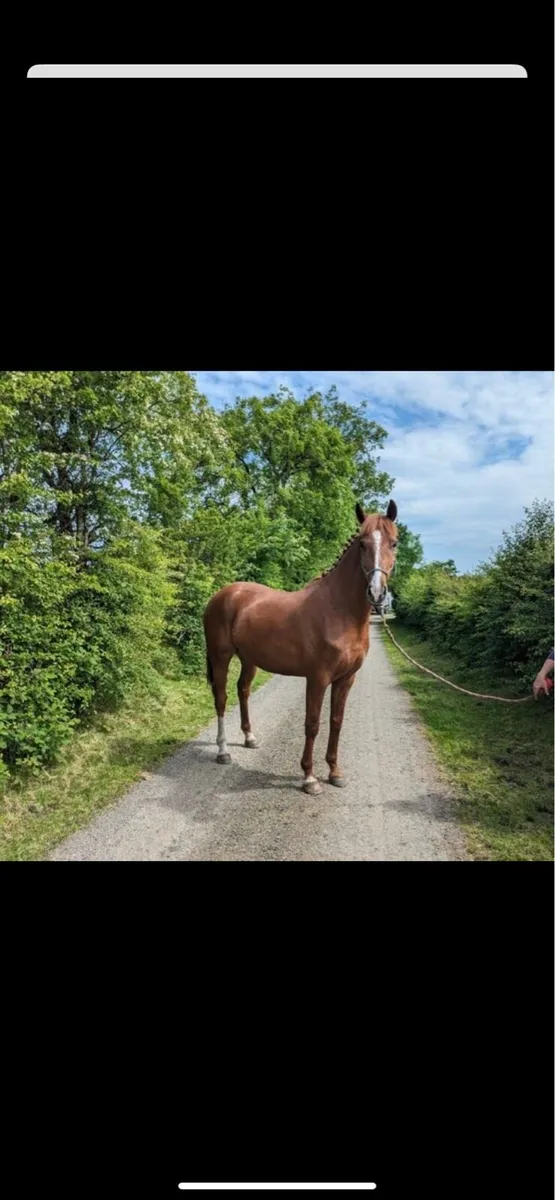 Irish sports horse - Image 2