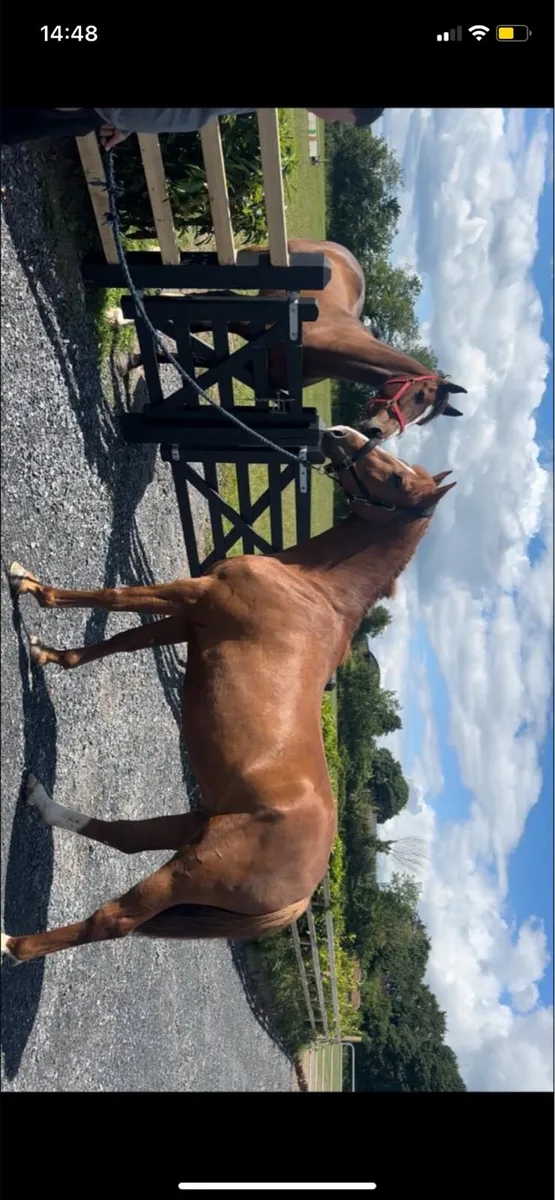 Irish sports horse - Image 1