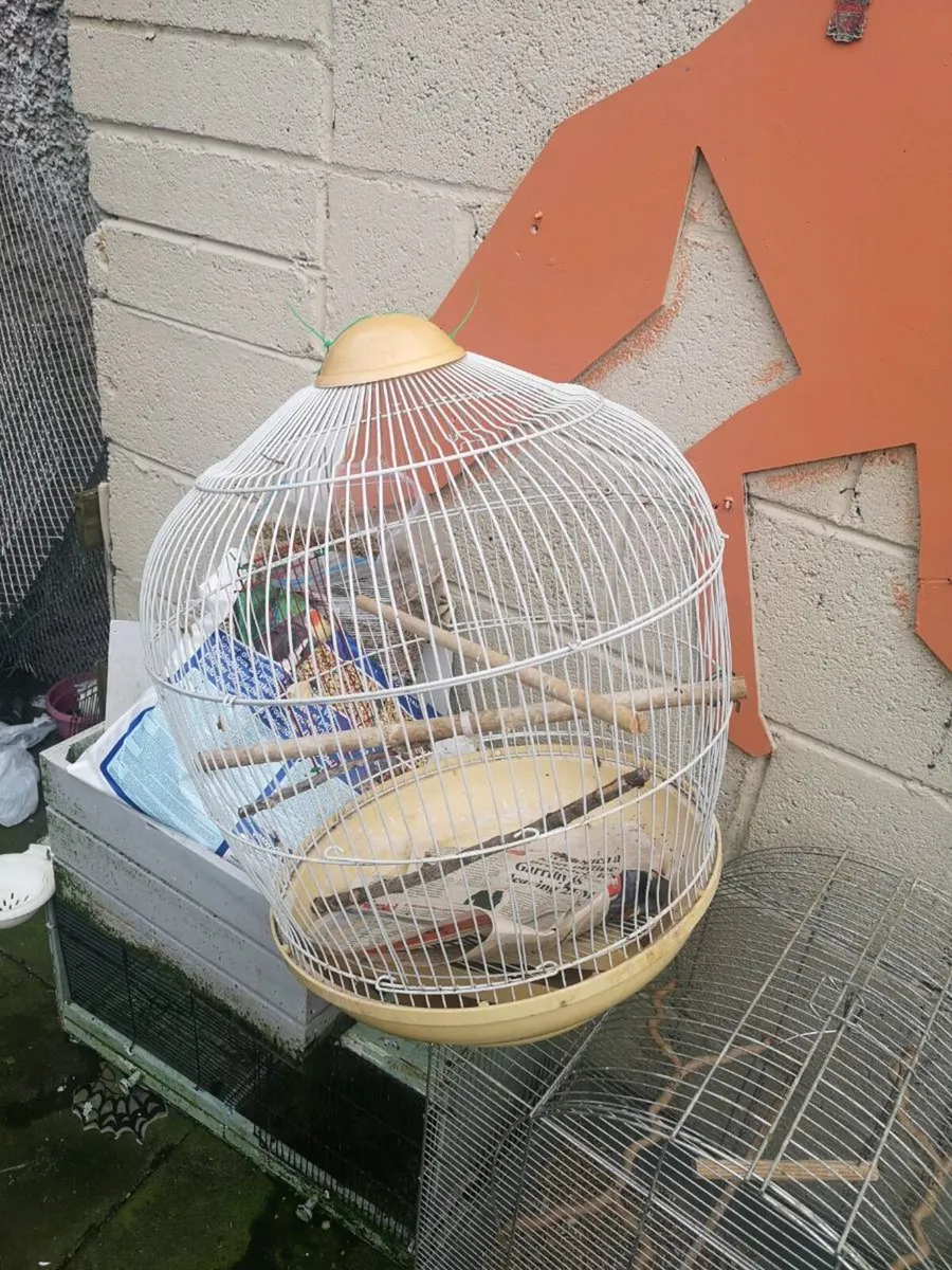 Bird cages free to take away - Image 1