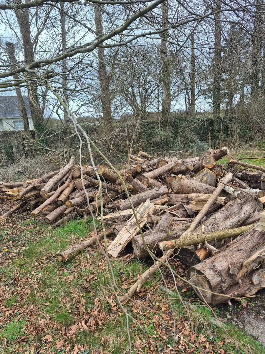 Firewood - Image 1