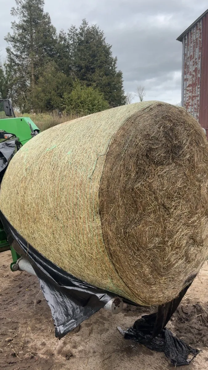 Haylage for sale - Image 2