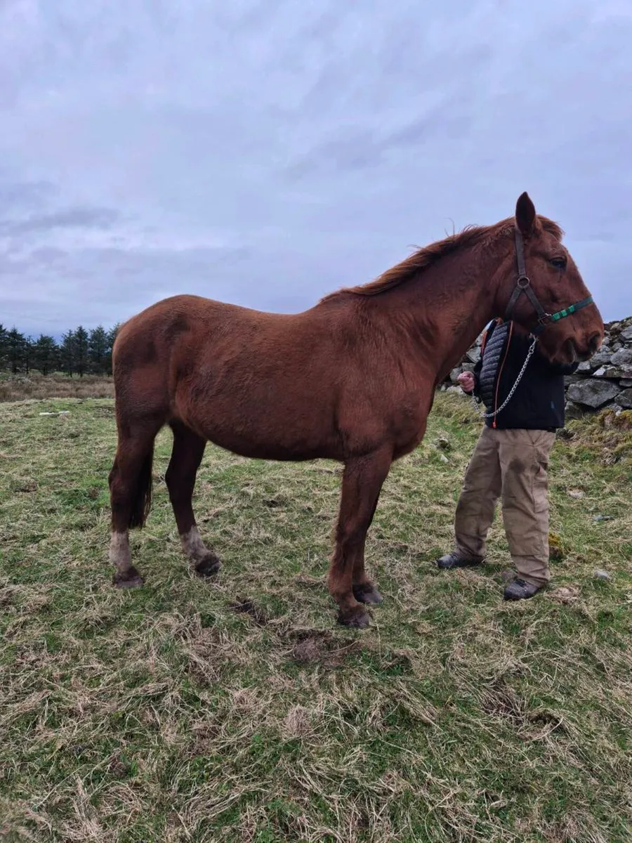 Irish Draught Mare by Castana - Image 1