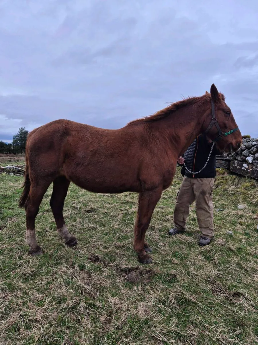 Irish Draught Mare by Castana - Image 2