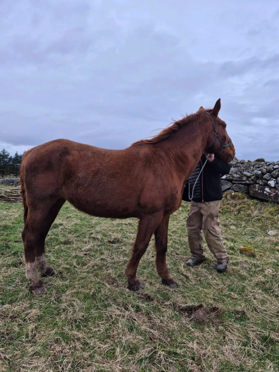 Irish Draught Mare by Castana - Image 3