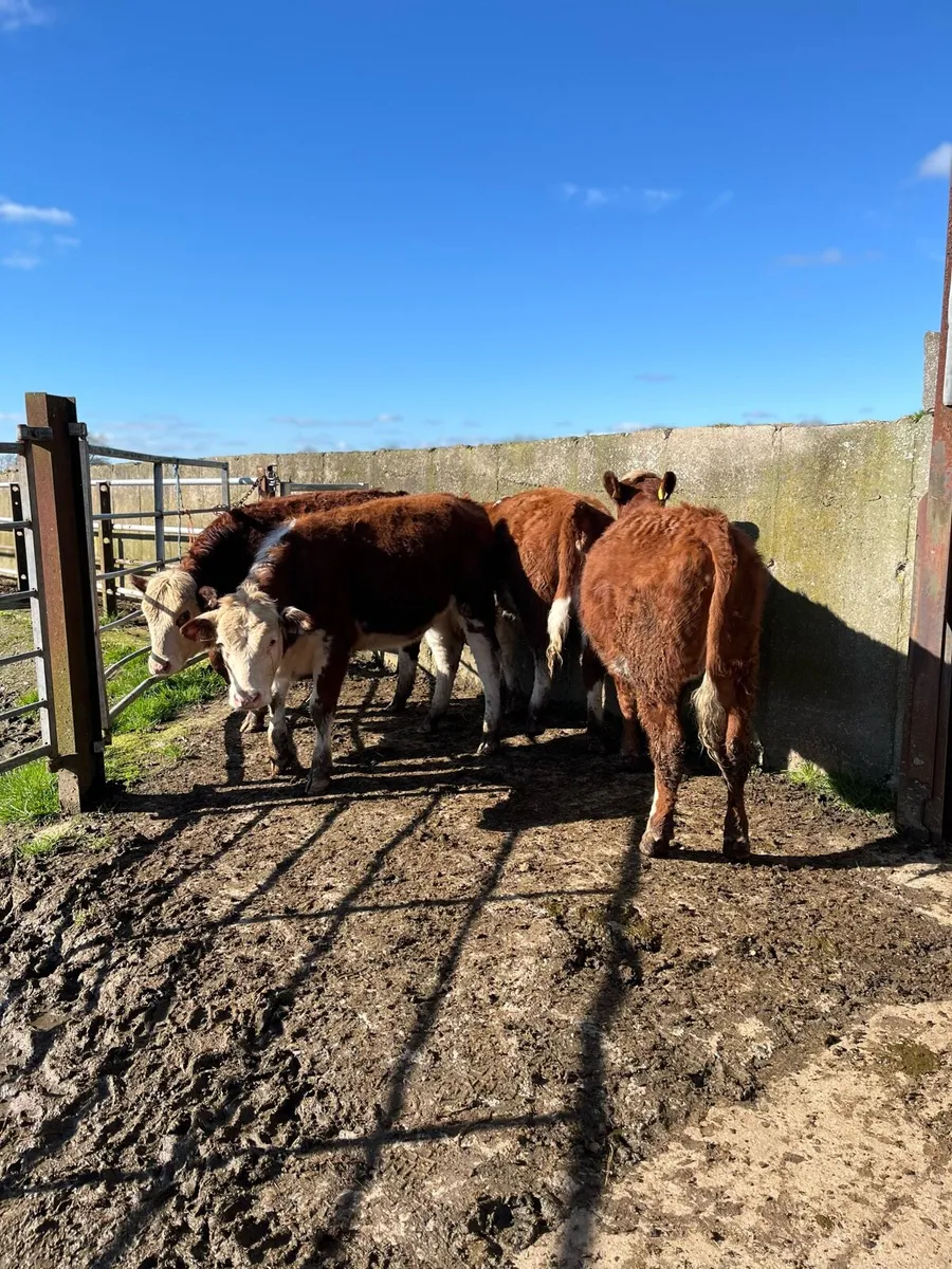 Heifers - Image 1