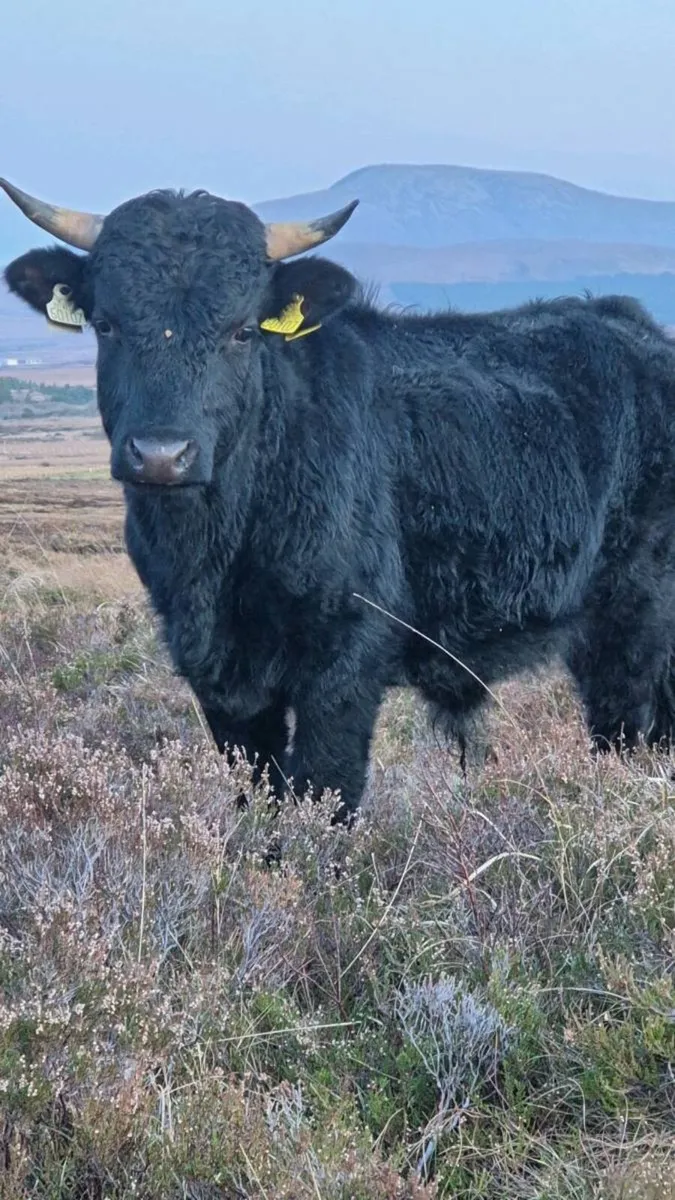 Dexter bull - Image 1