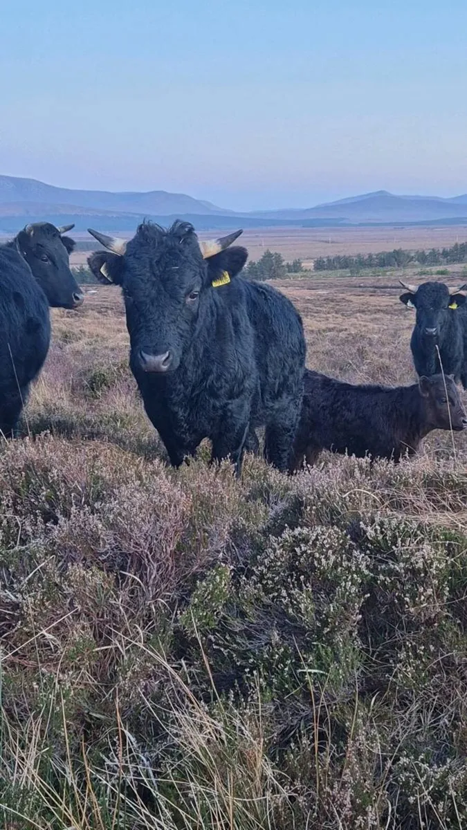 Dexter bull - Image 2