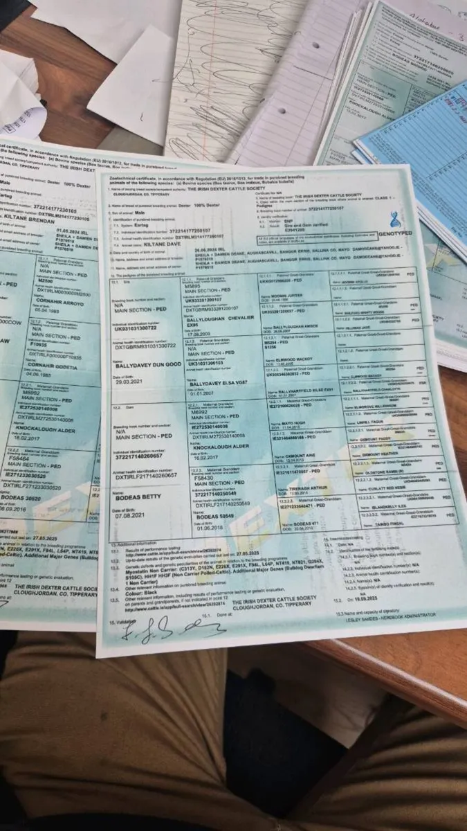 Dexter bull - Image 3