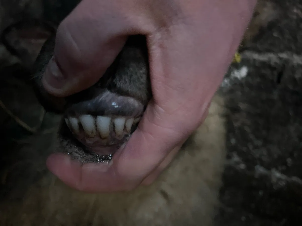 Foster ewe - Image 2