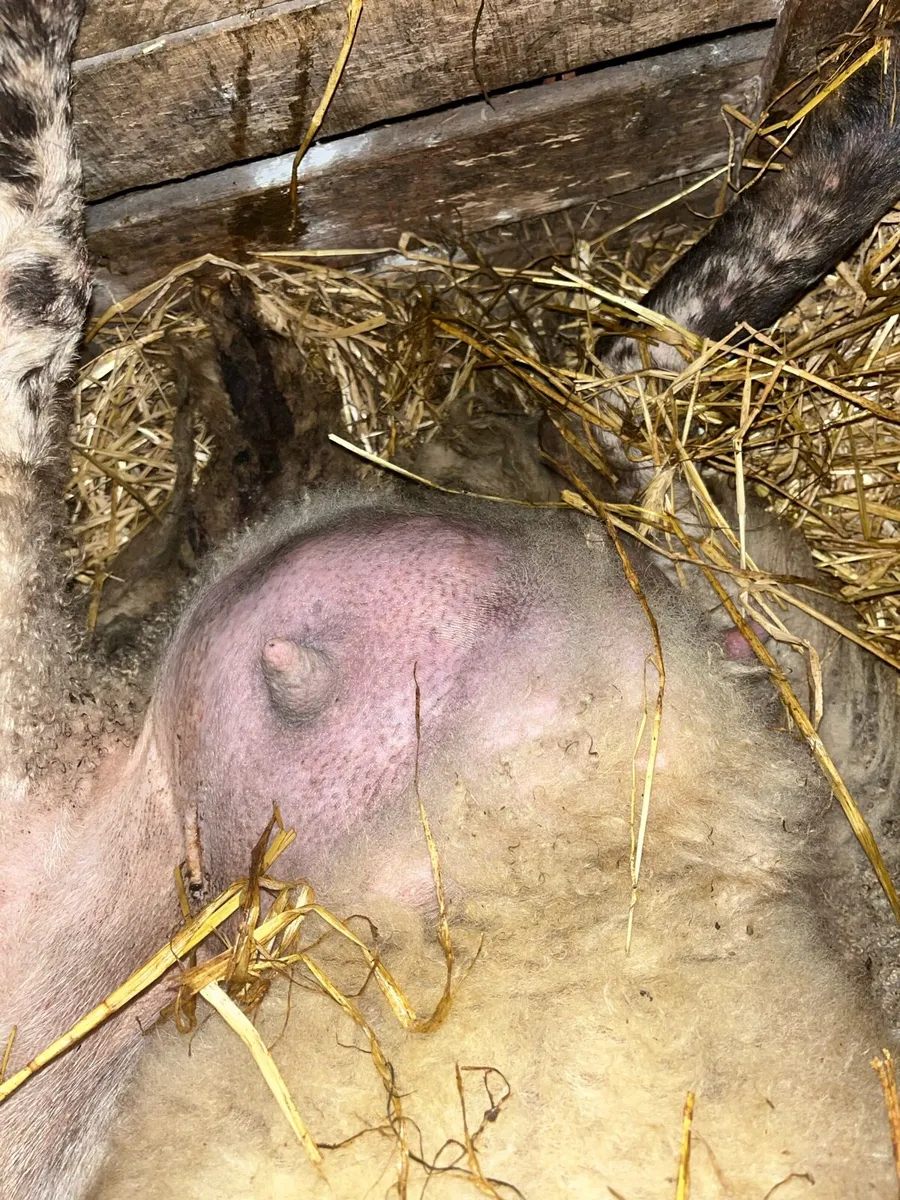 Foster ewe - Image 3