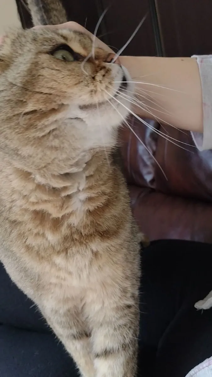 Scottish Fold Cat for sale (M) - Image 3