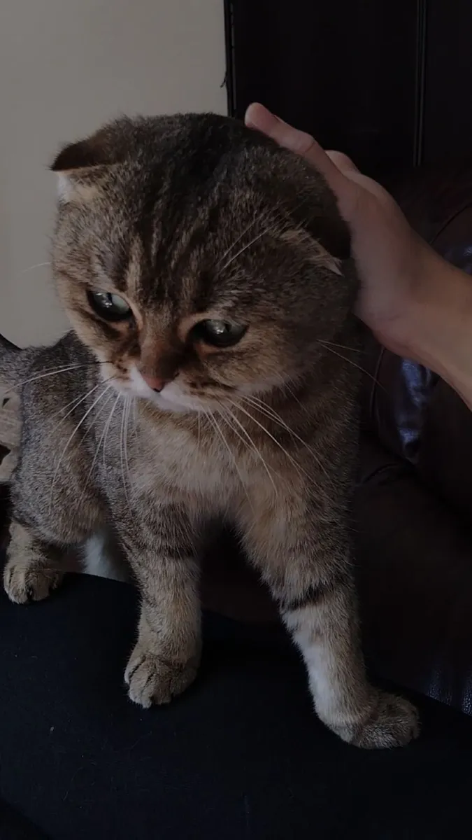 Scottish Fold Cat for sale (M) - Image 2