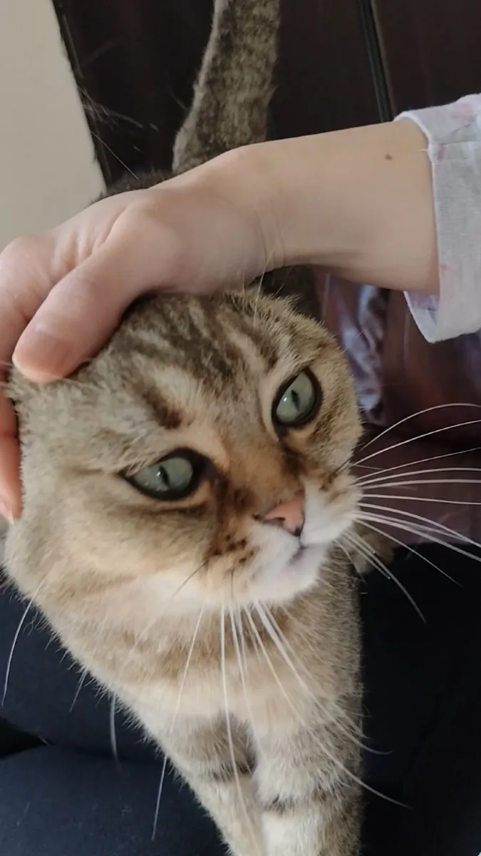 Scottish Fold Cat for sale (M) - Image 4