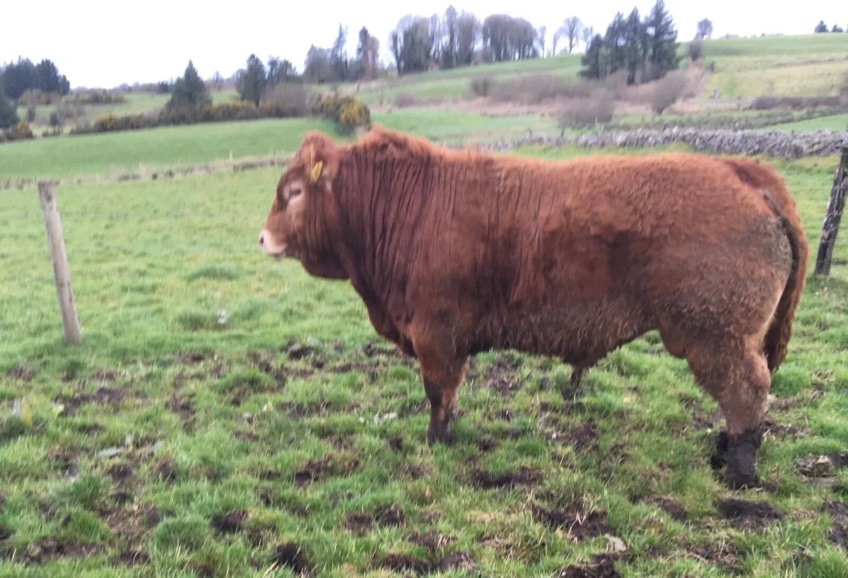 Pedigree registered Limousin bulls - Image 1