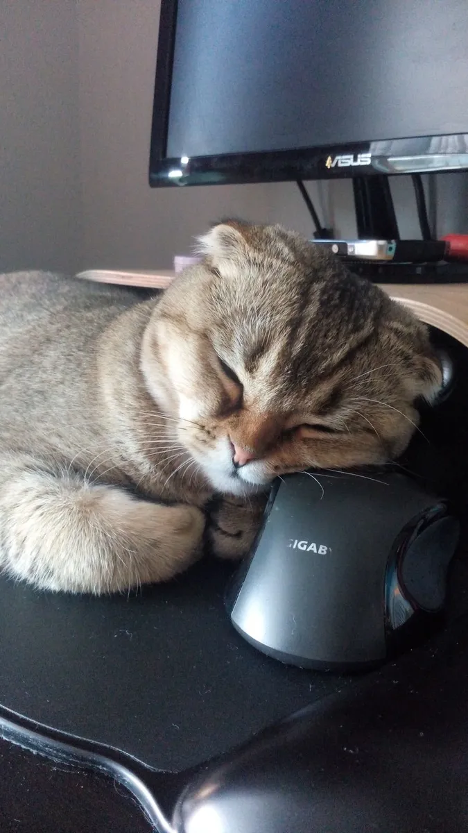 Scottish Fold Cat for sale (M) - Image 1