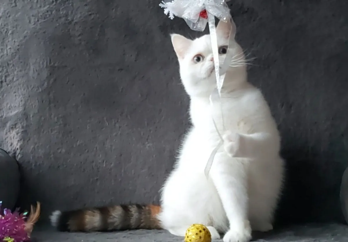 Exotic kittens Shorthair cat(can deliver) - Image 3