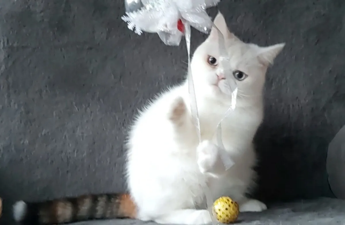 Exotic kittens Shorthair cat(can deliver) - Image 1