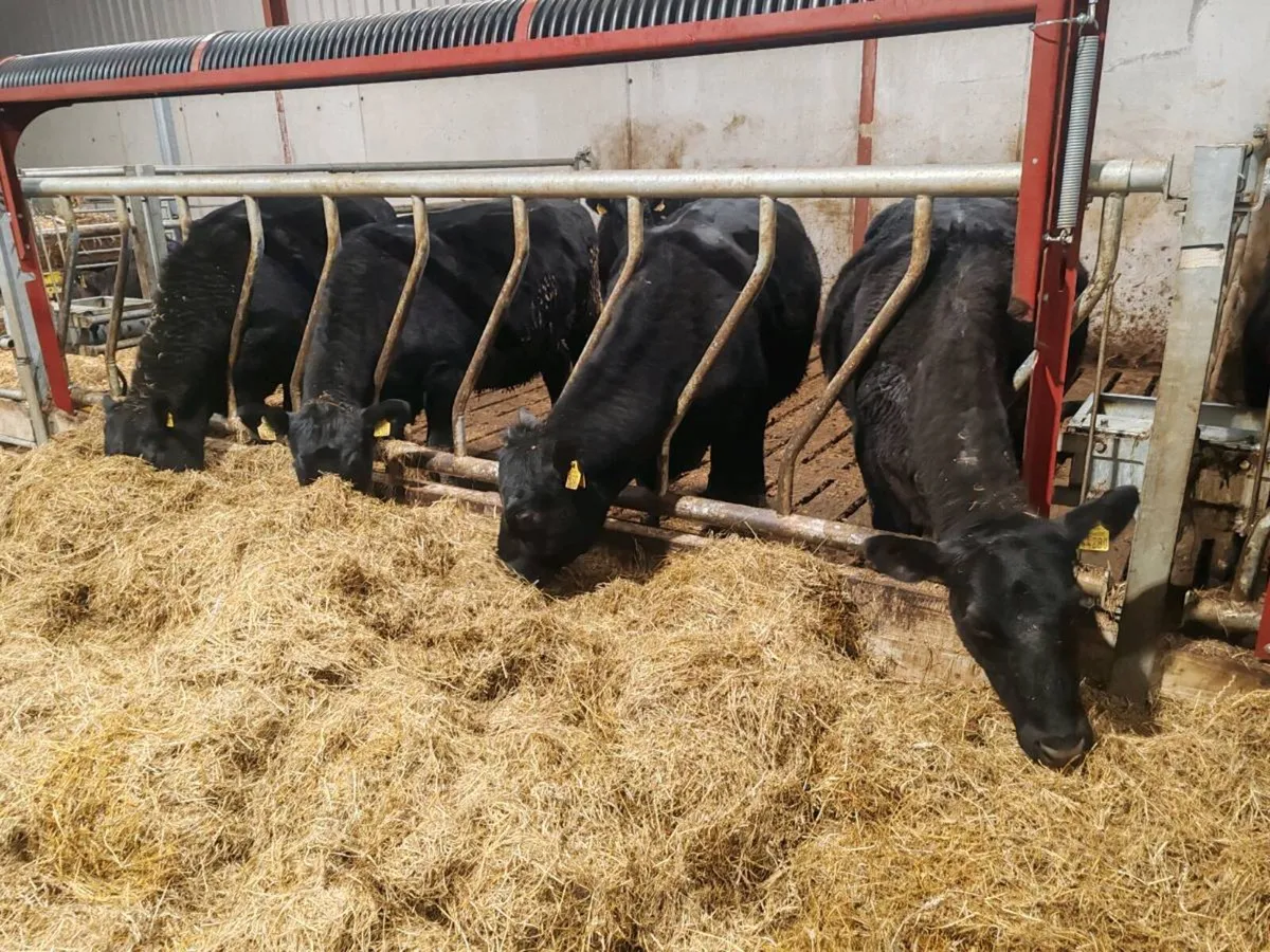 Angus heifers - Image 1