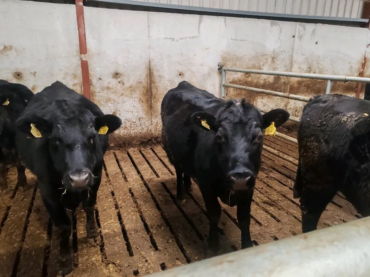 Angus heifers - Image 2