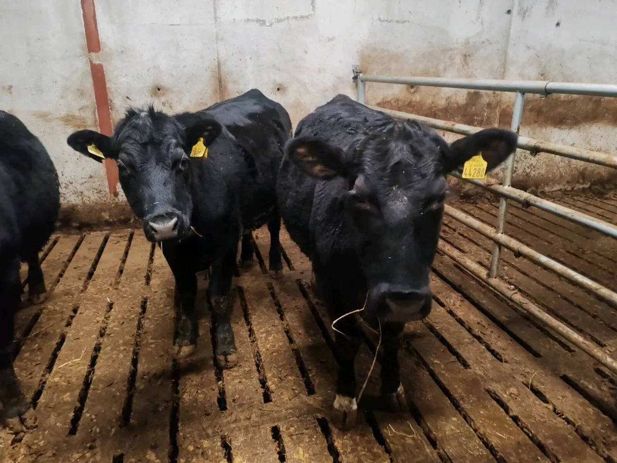 Angus heifers - Image 3