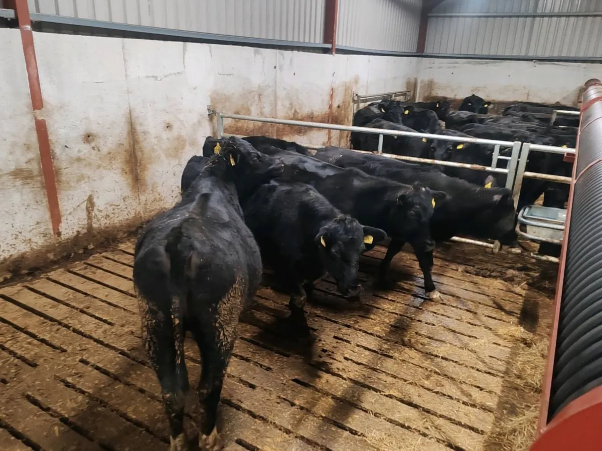 Angus heifers - Image 4