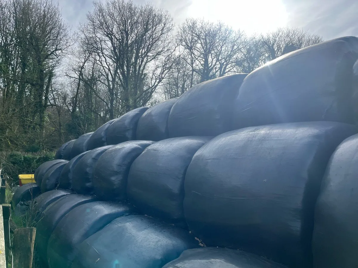Bales of silage - Image 1
