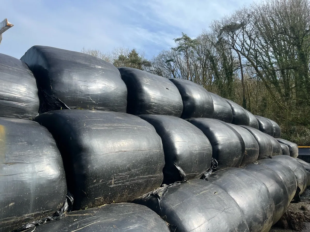 Bales of silage - Image 2