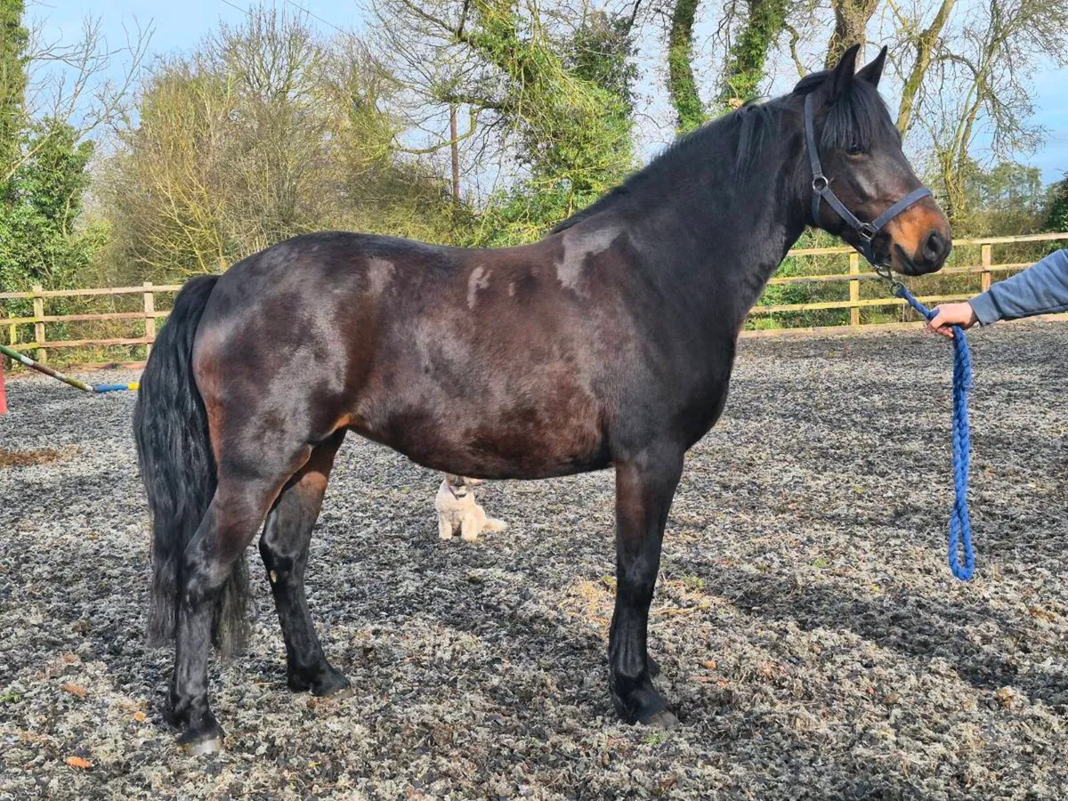 5 yr old ISH x Connemara Mare - Image 4