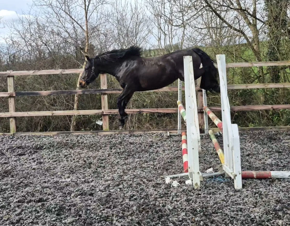 5 yr old ISH x Connemara Mare - Image 3