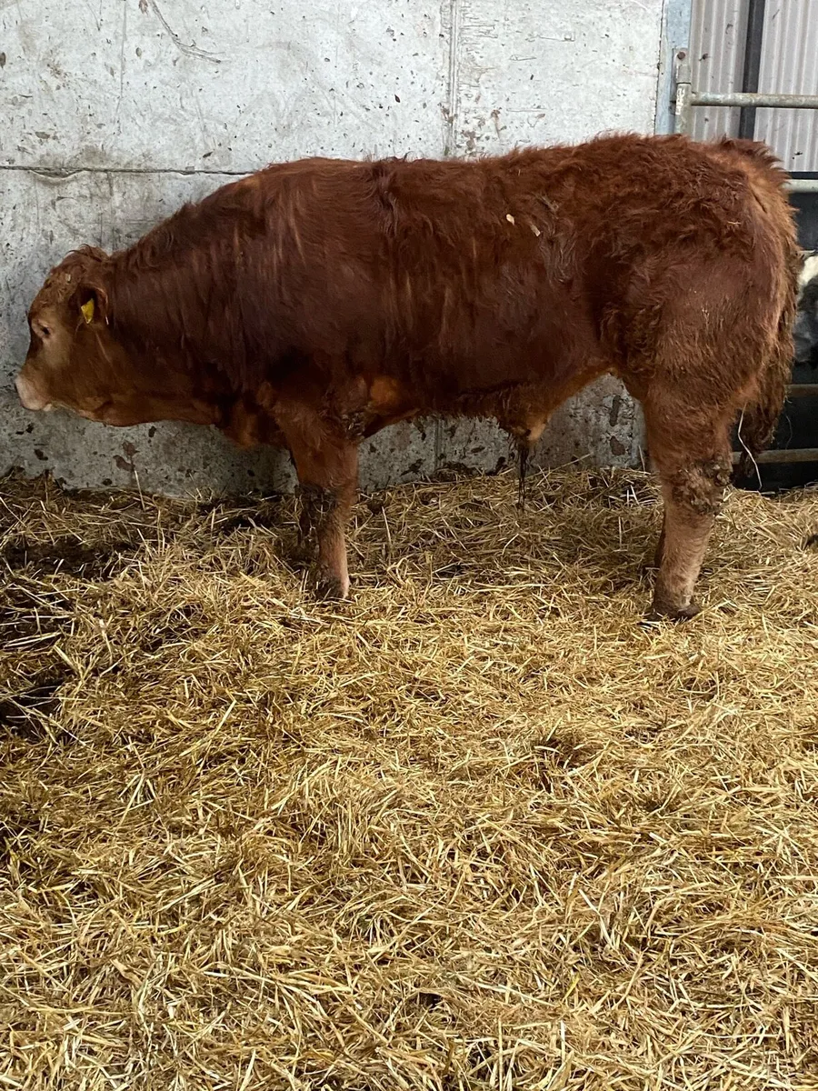 SCEP Eligible Pedigree registered Limousin Bulls - Image 1