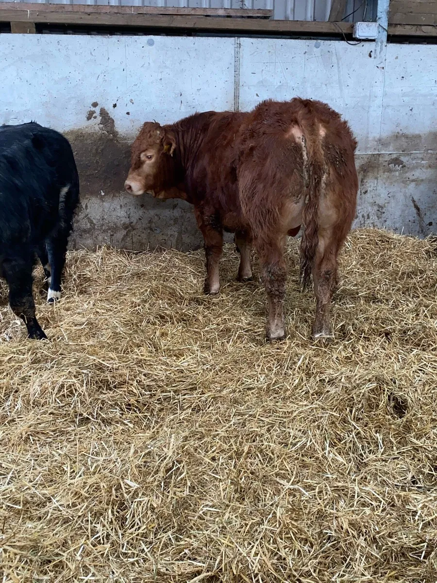 SCEP Eligible Pedigree registered Limousin Bulls - Image 2