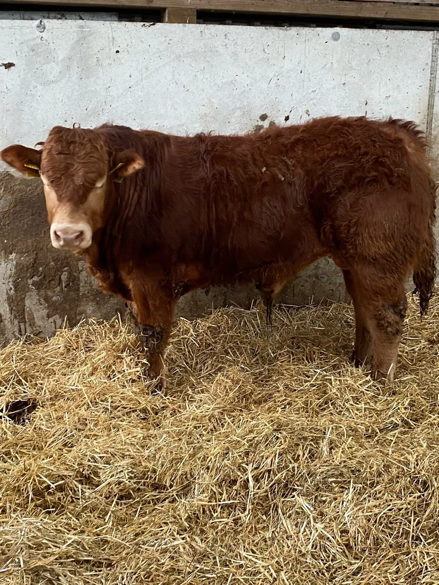 SCEP Eligible Pedigree registered Limousin Bulls - Image 3