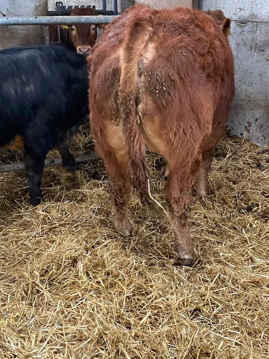 SCEP Eligible Pedigree registered Limousin Bulls - Image 4