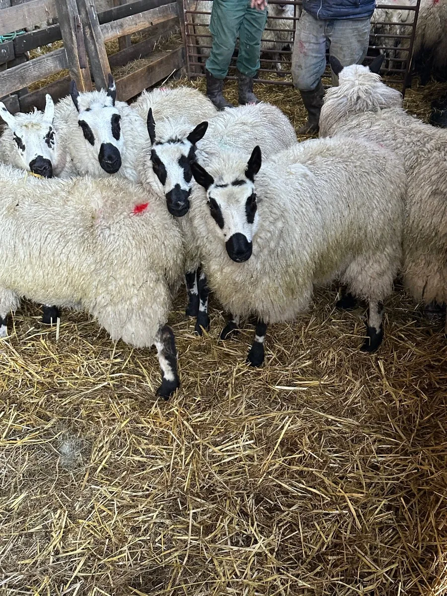 Kerryhill Ewe lambs - Image 2