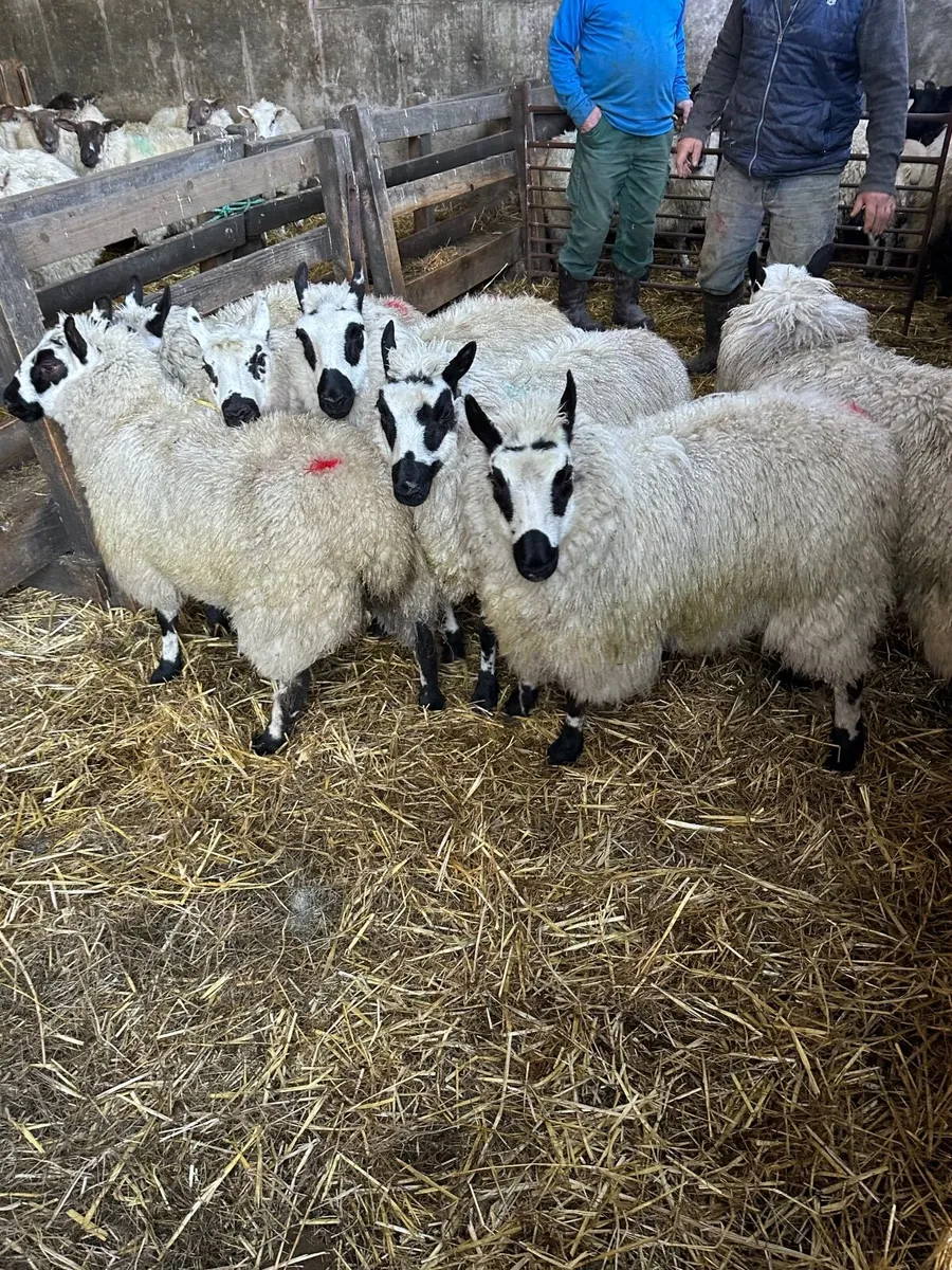 Kerryhill Ewe lambs - Image 3